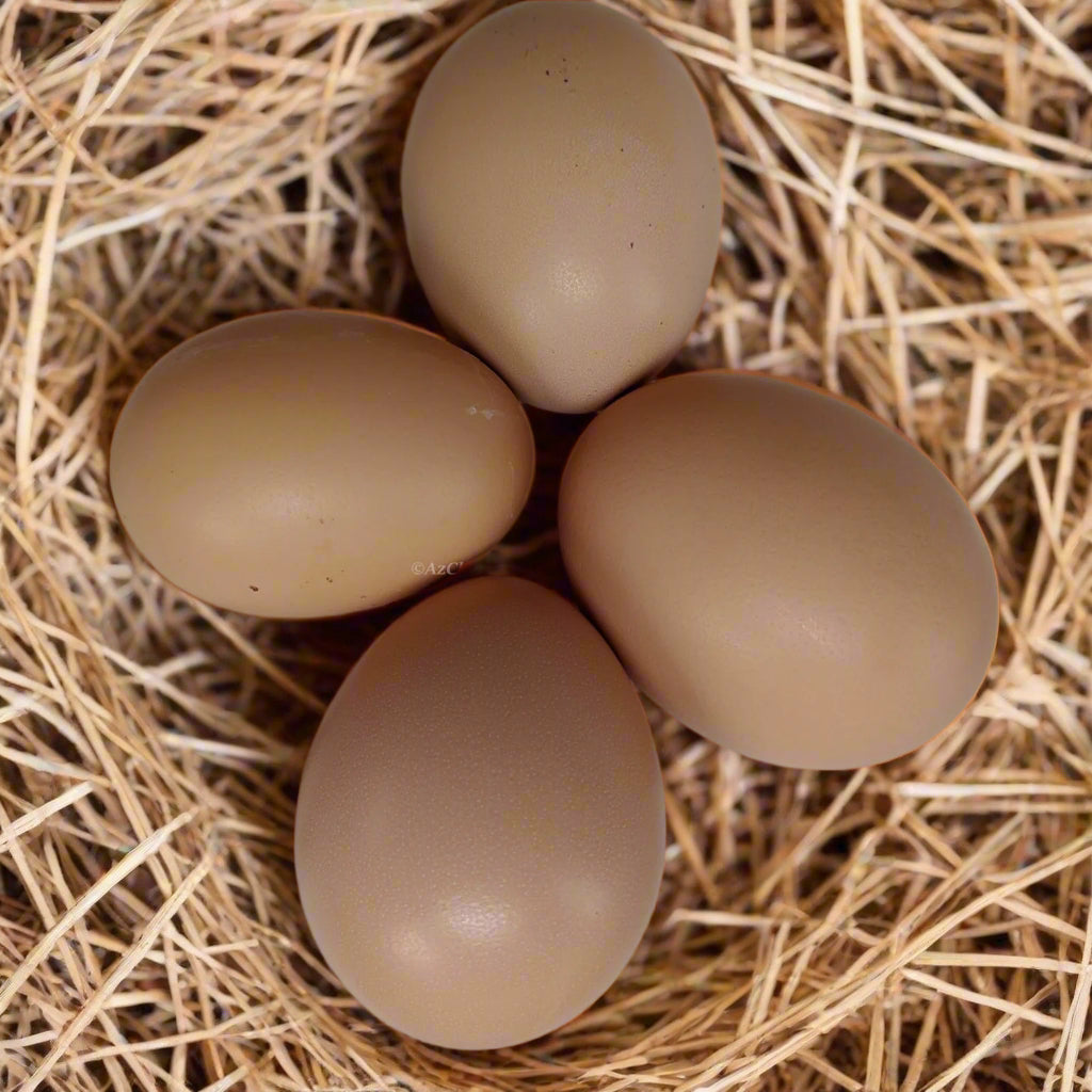 Brown eggs nestled in straw, suitable for Black Sex-Link hens from Az Chickens.