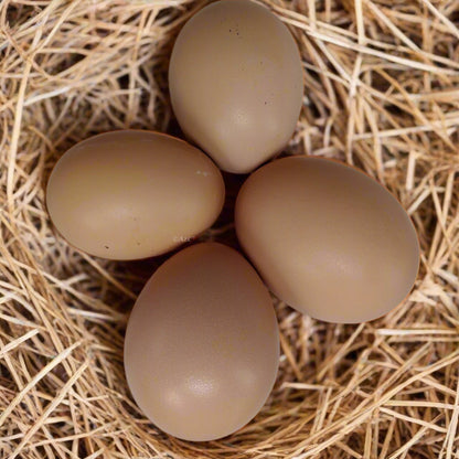 Brown eggs nestled in straw, suitable for Black Sex-Link hens from Az Chickens.