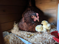 Mahogany red Rhode Island Red chicks from Az Chickens, ideal for both egg production and meat.