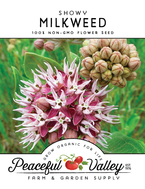 Showy Milkweed Seeds