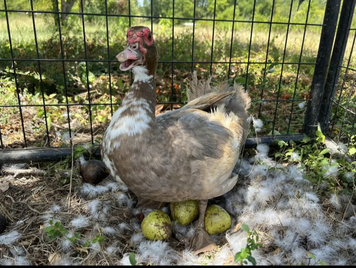 Muscovy Ducklings - Quiet Hardy Dual-Purpose Breed for Eggs & Meat