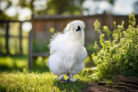 Fluffy unsexed Silkie chicks in white, gray, and buff colors from Az Chickens