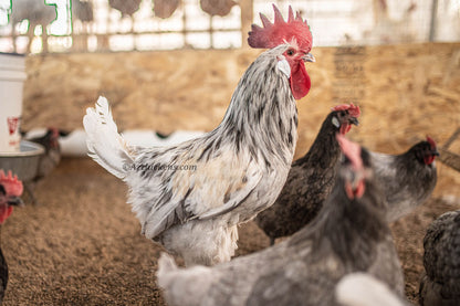 Assorted color American Bresse hatching eggs from AmericanBresse.com, featuring six premium eggs in a carton.