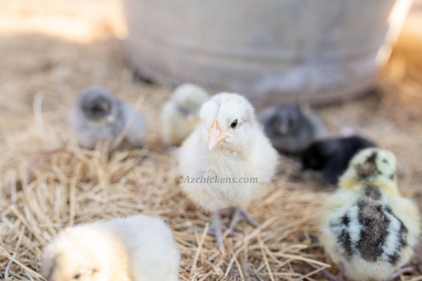 Premium American Bresse Hatching Eggs - Assorted Colors