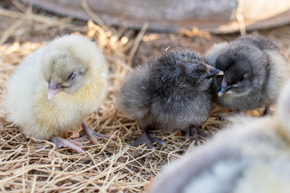 Premium Blue Bresse Hatching Eggs - Pure Bloodline French Chickens