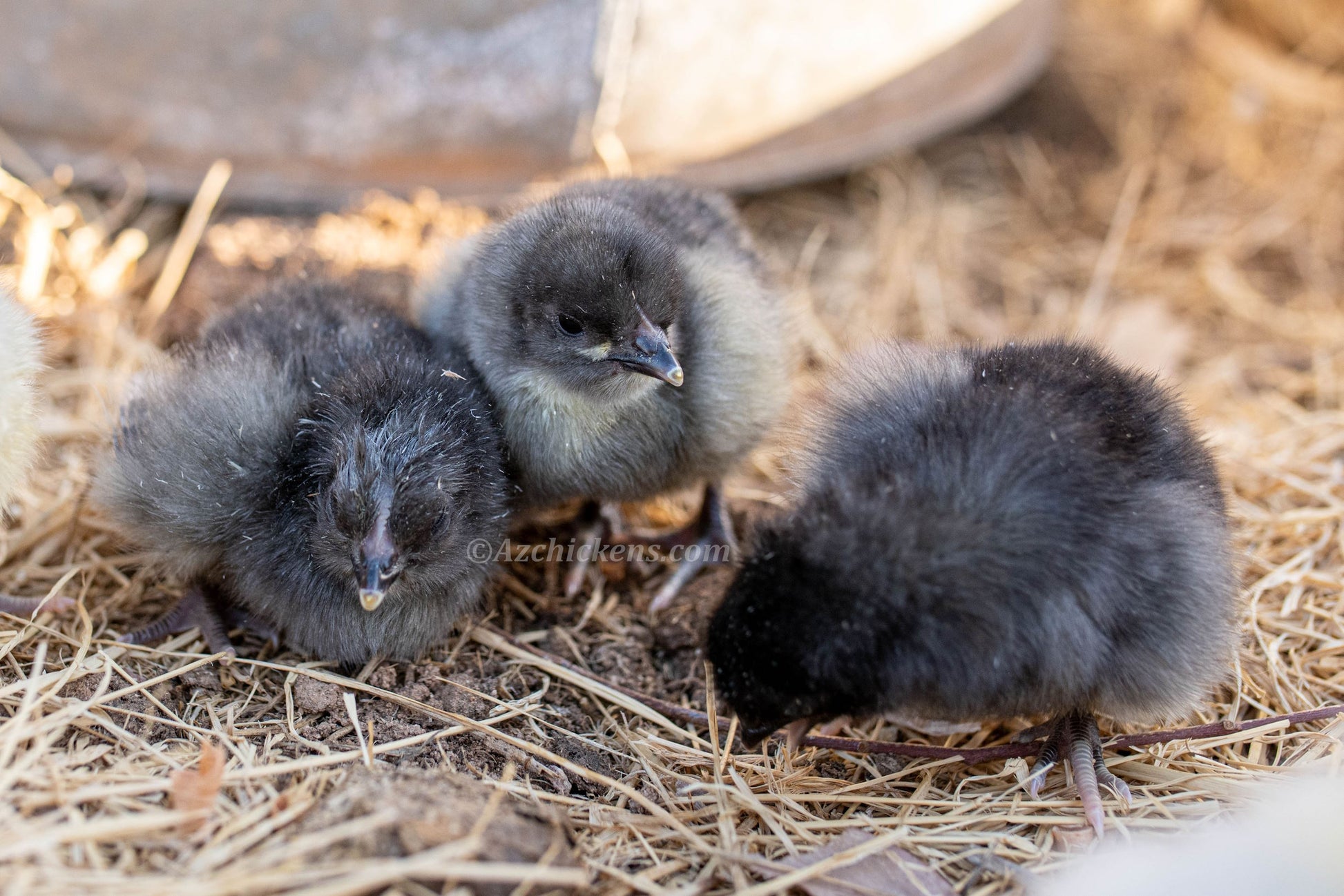 Assorted American Bresse baby chicks in gray and black feathers pecking at the ground among straw.