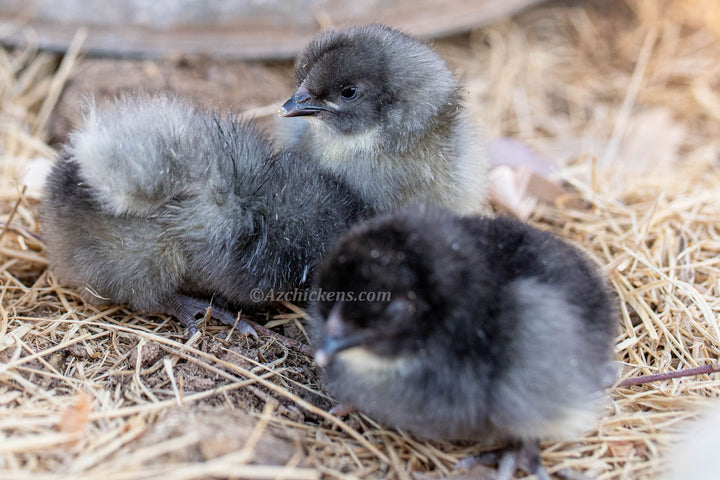 Blue Bresse Chickens - Juveniles & Adults
