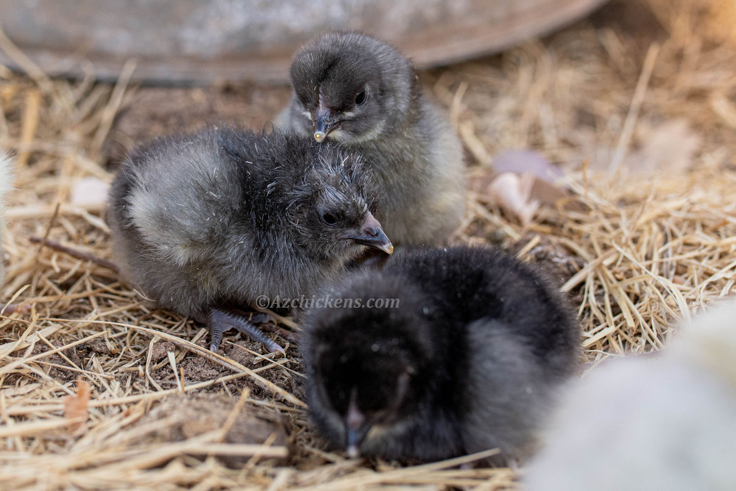 Premium American Bresse Hatching Eggs - Assorted Colors