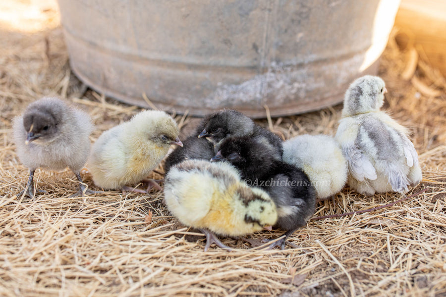 American Bresse Chicks - Assorted Colors