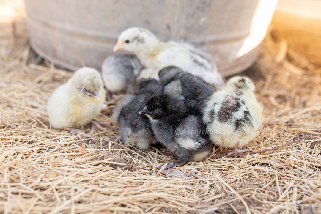 American Bresse Chicks - Assorted Colors (unsexed)