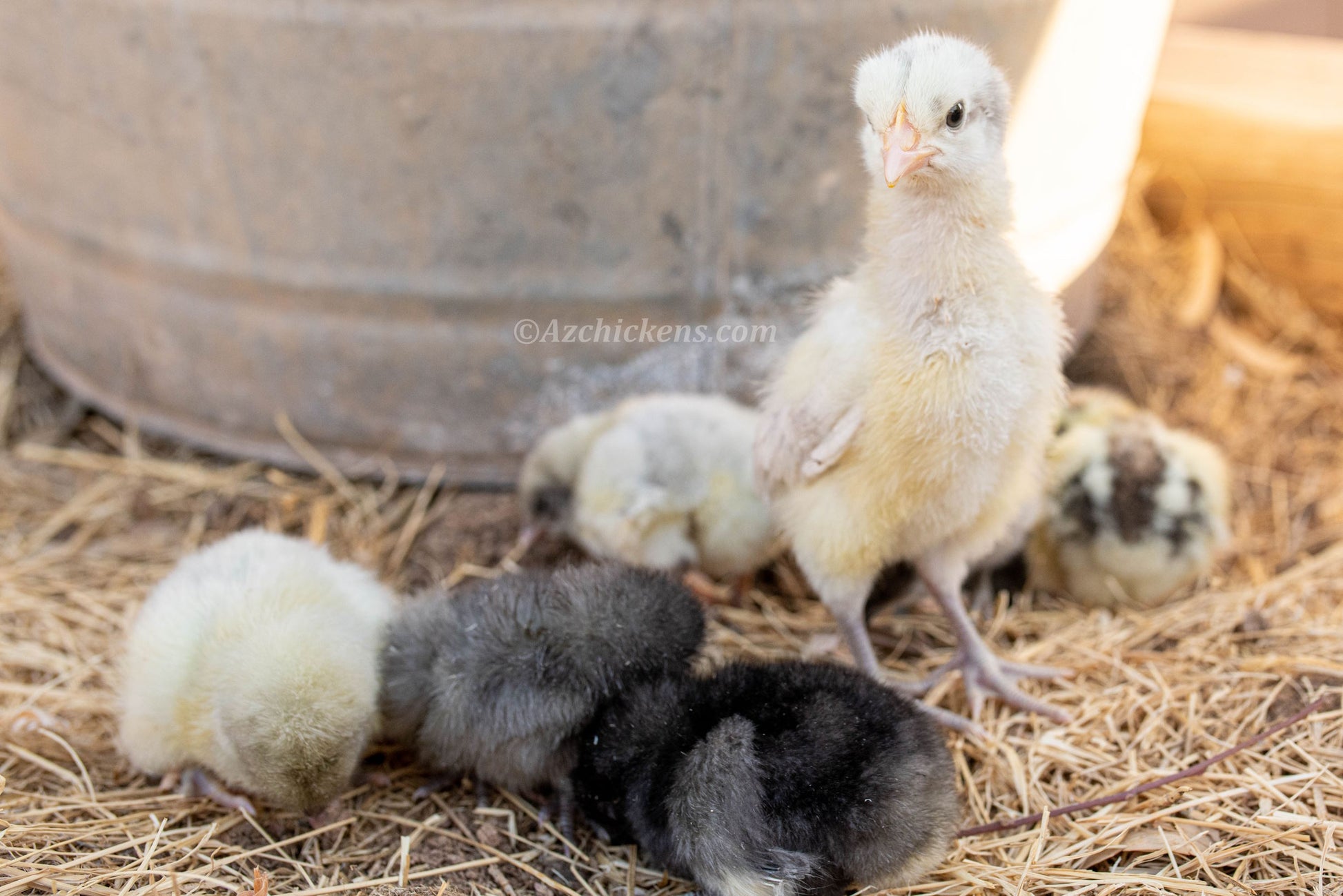 Assorted colored American Bresse baby chicks, unsexed, in a cozy bedding setting