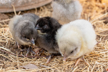 Day old Blue Bresse unsexed baby chicks from AmericanBresse.com, featuring soft gray-blue feathers