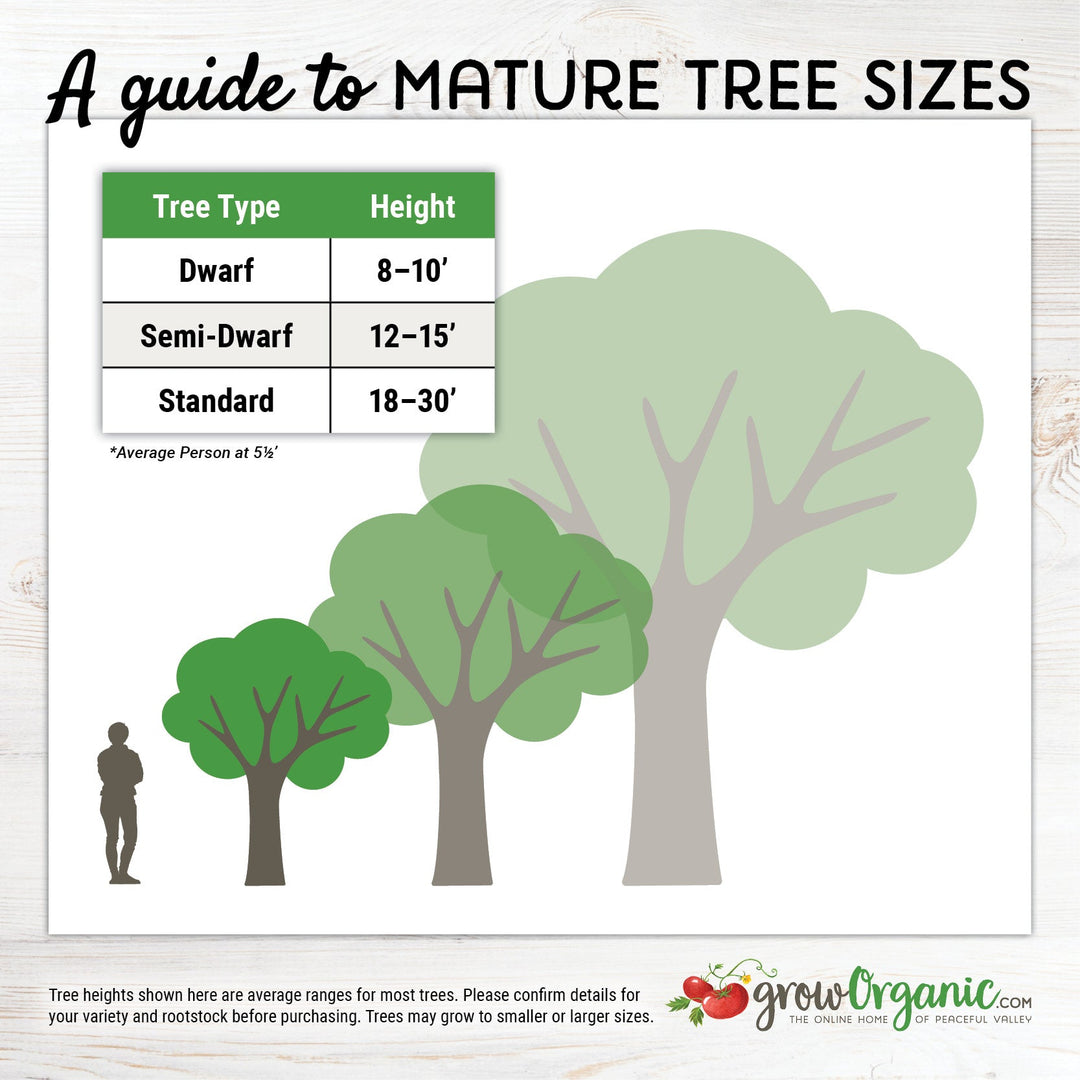 Dwarf Fuji Apple Tree