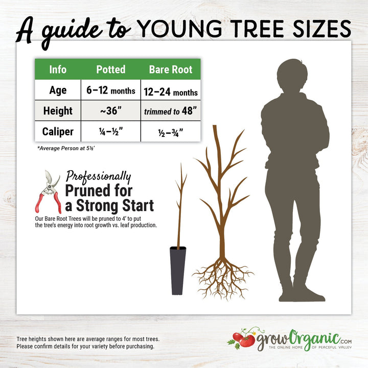 Dwarf Fuji Apple Tree