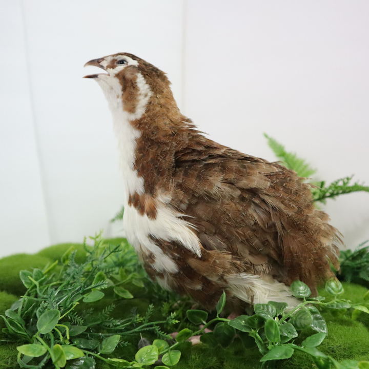 Celadon Coturnix Quail Hatching Eggs - Blue Shell, High Fertility