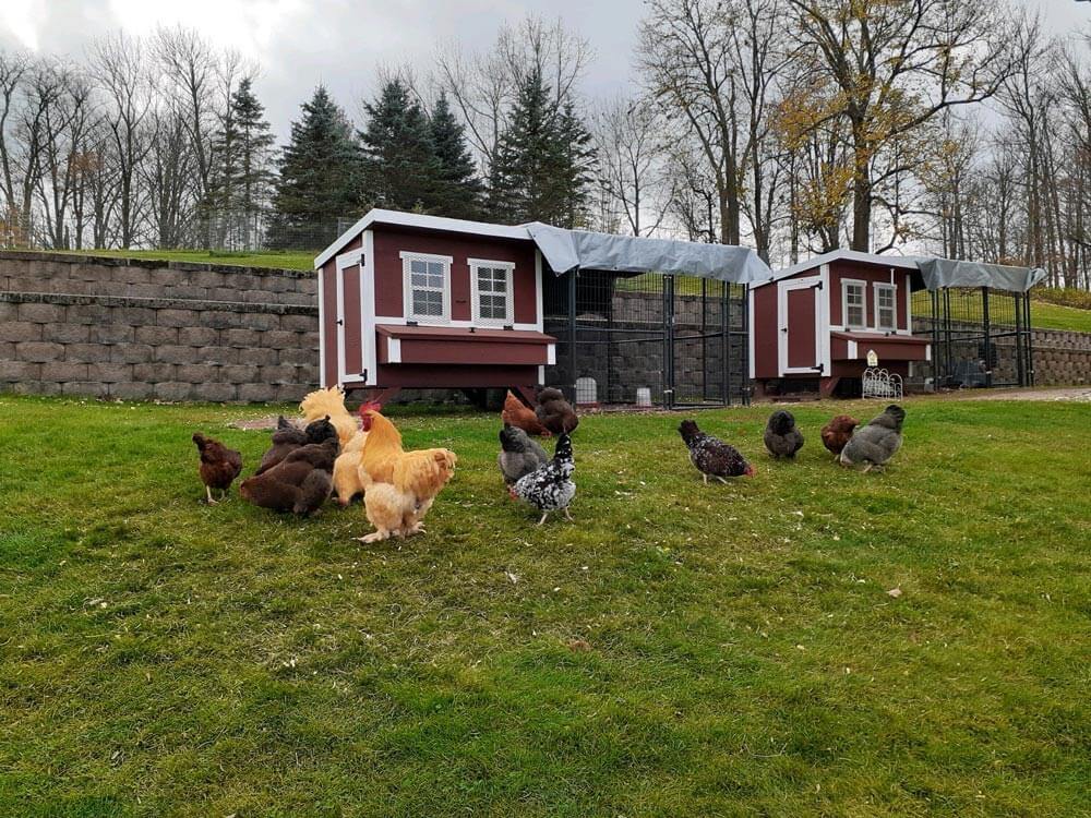 OverEZ large heavy-duty wood chicken coop in classic color, designed for up to 15 backyard chickens