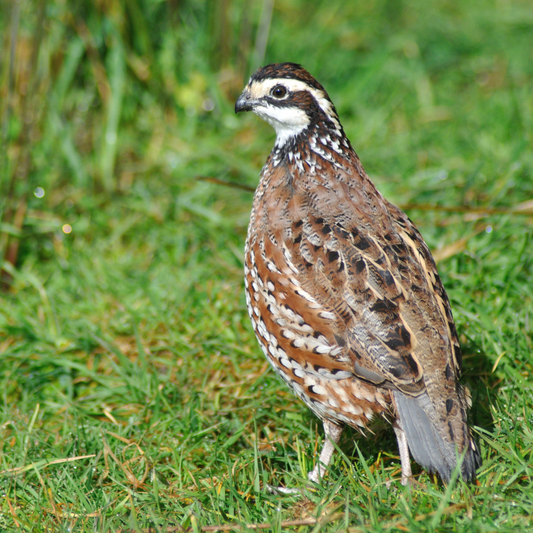 Huevos para incubar de codorniz Bobwhite gigante de Georgia: huevos fértiles de primera calidad para aves de caza más grandes y de mayor calidad.