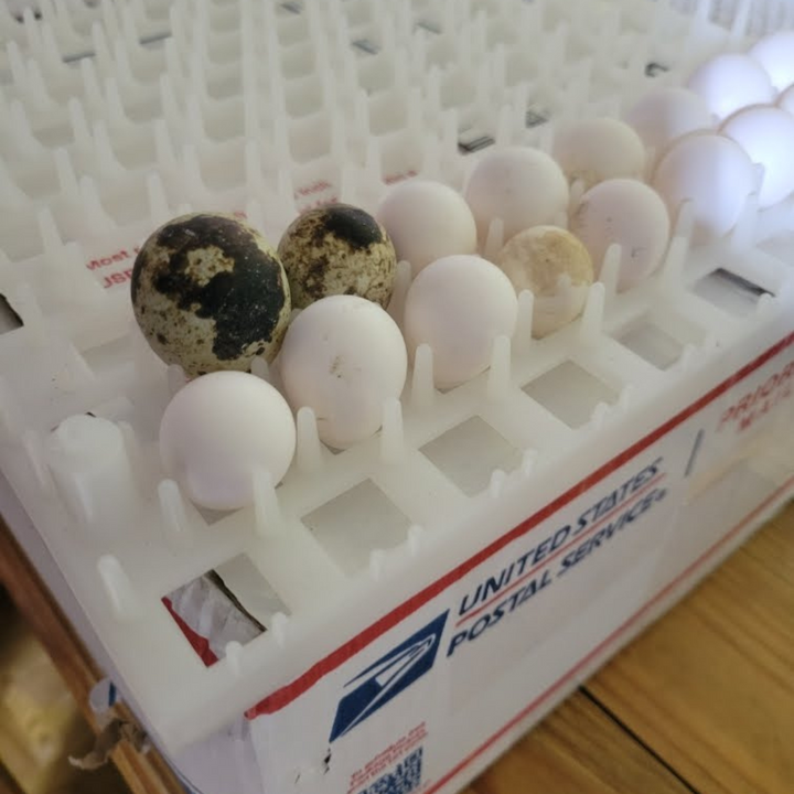 Georgia Giant Bobwhite Quail Hatching Eggs - Premium Fertile
