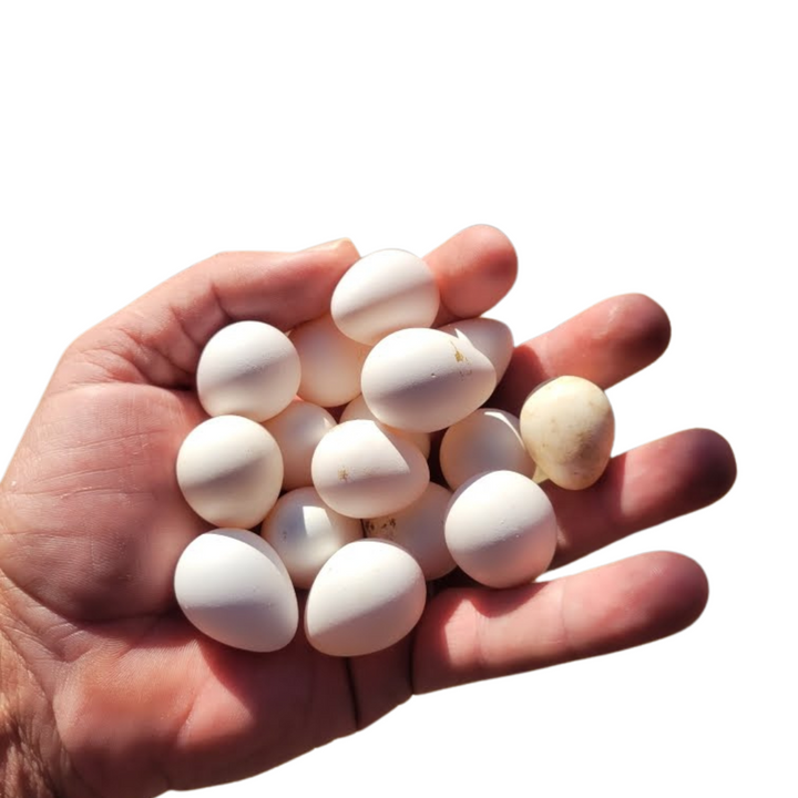 Georgia Giant Bobwhite Quail Hatching Eggs - Premium Fertile