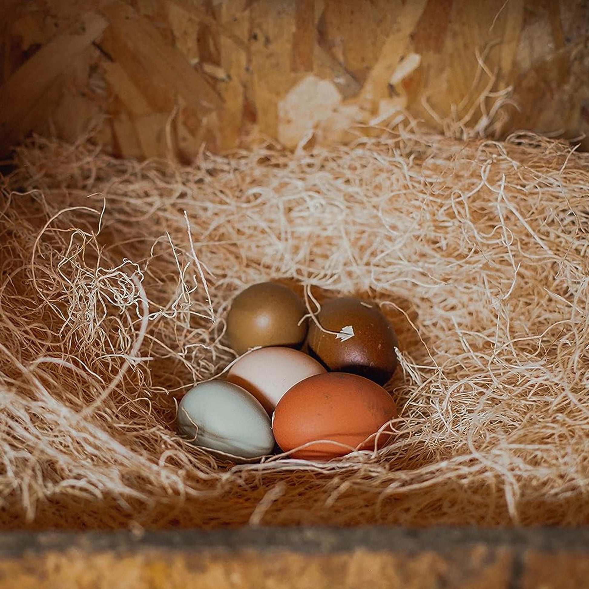 Premium aspen excelsior chicken nesting pads with eggs in natural bedding, from Eaton Pet and Pasture.