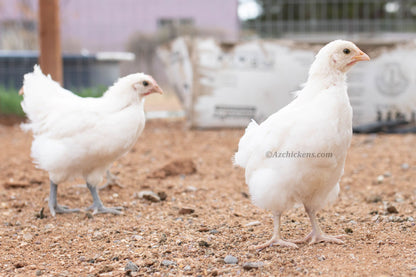 White unsexed Bresse chicks from AmericanBresse.com, fluffy and healthy, available in various quantities
