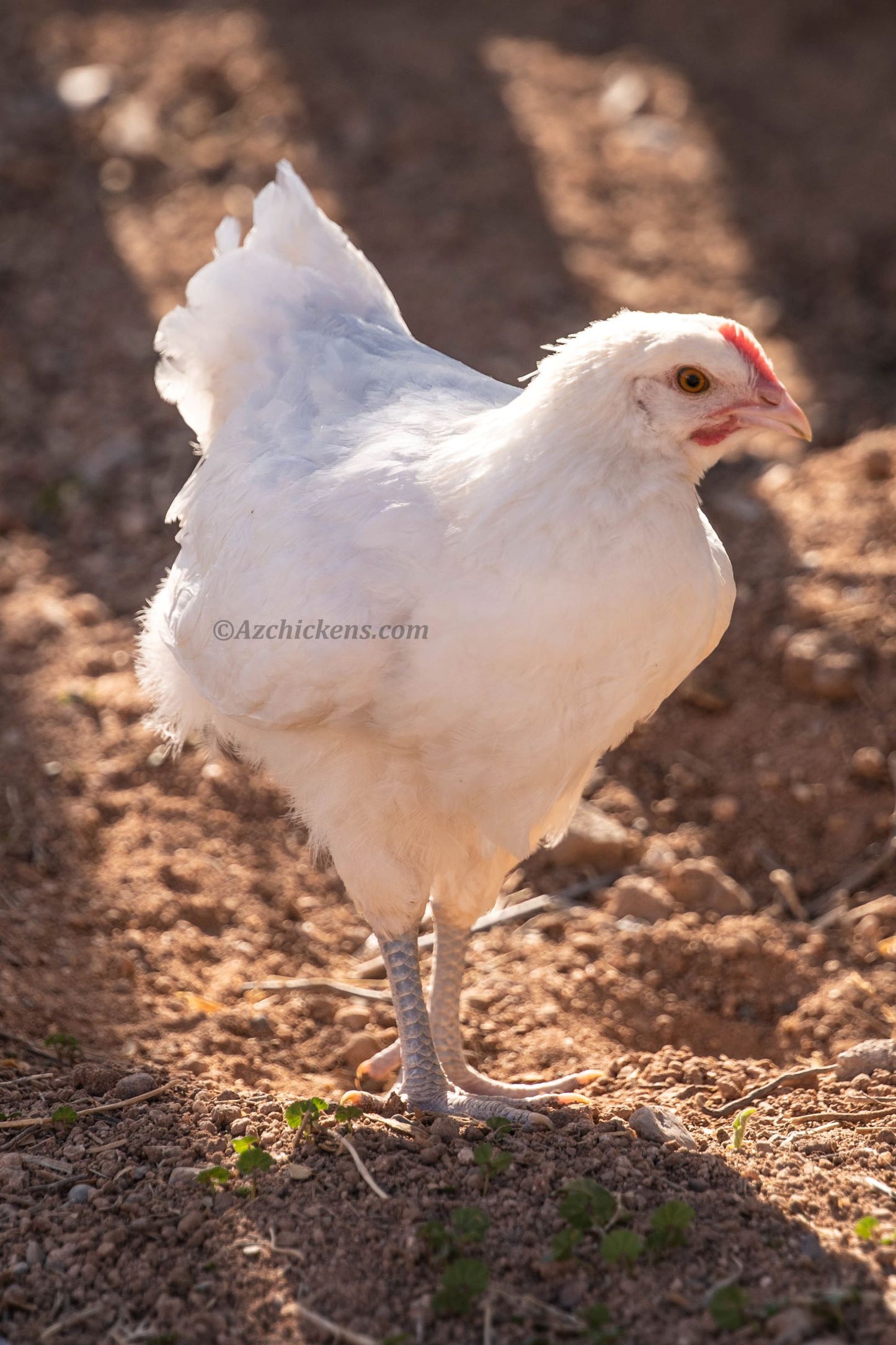 Gallinas Bresse Blancas: Jóvenes y Adultos para Cría