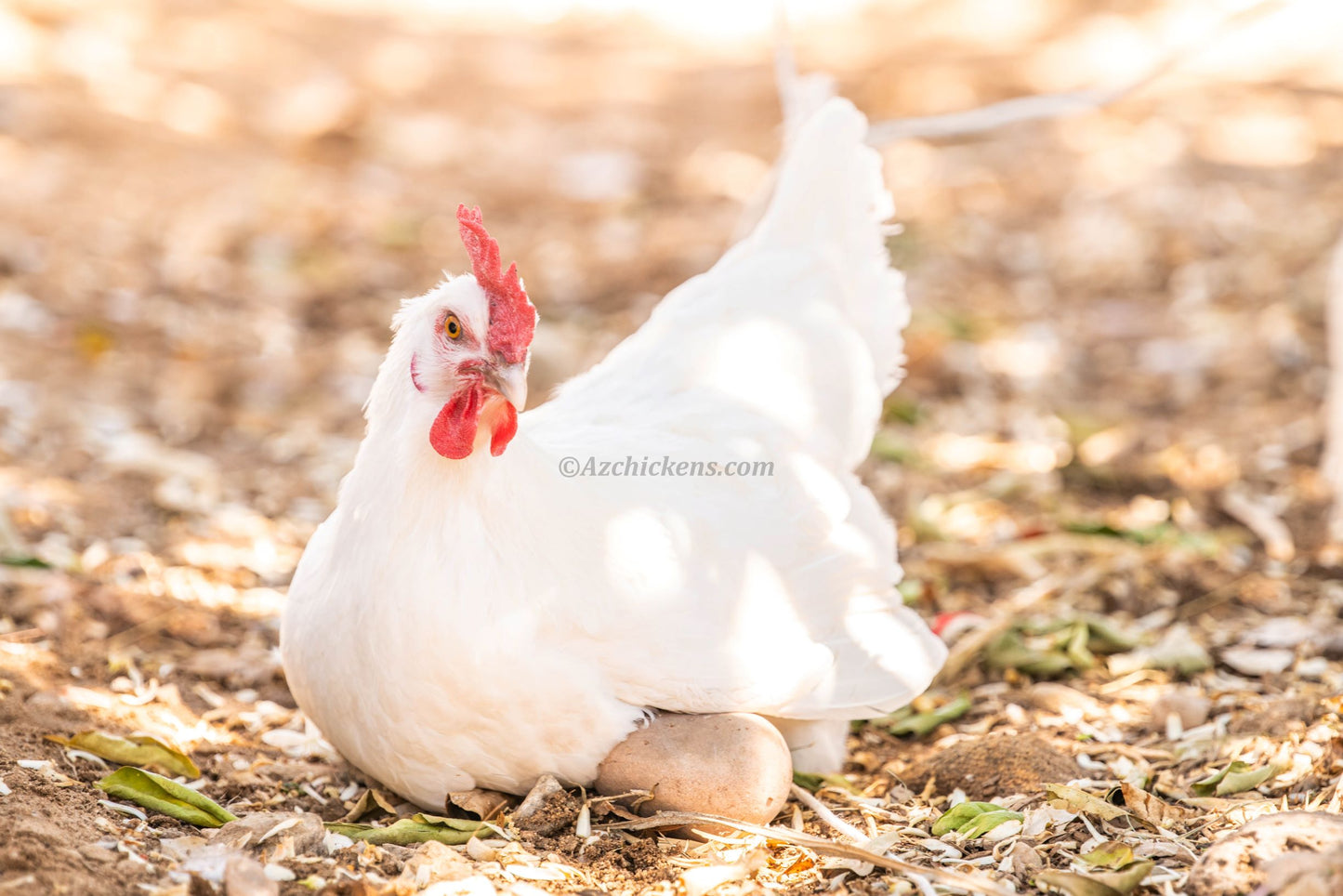 Group of unsexed White Bresse chicks, fluffy white feathers, available in various quantities from AmericanBresse.com