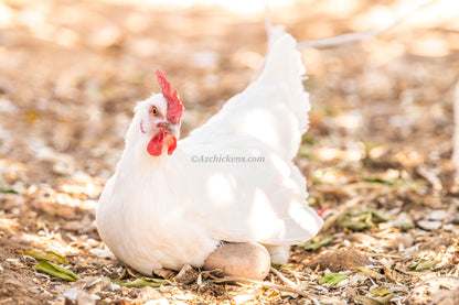 Group of unsexed White Bresse chicks, fluffy white feathers, available in various quantities from AmericanBresse.com