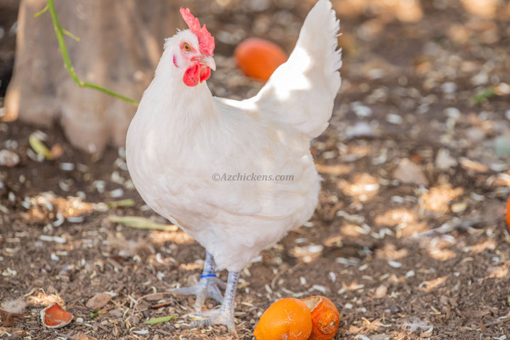 White Bresse Chickens - Juveniles & Adults