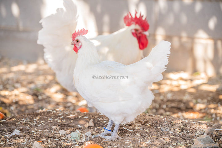 American Bresse Chicken Hatching Eggs - Assorted Colors