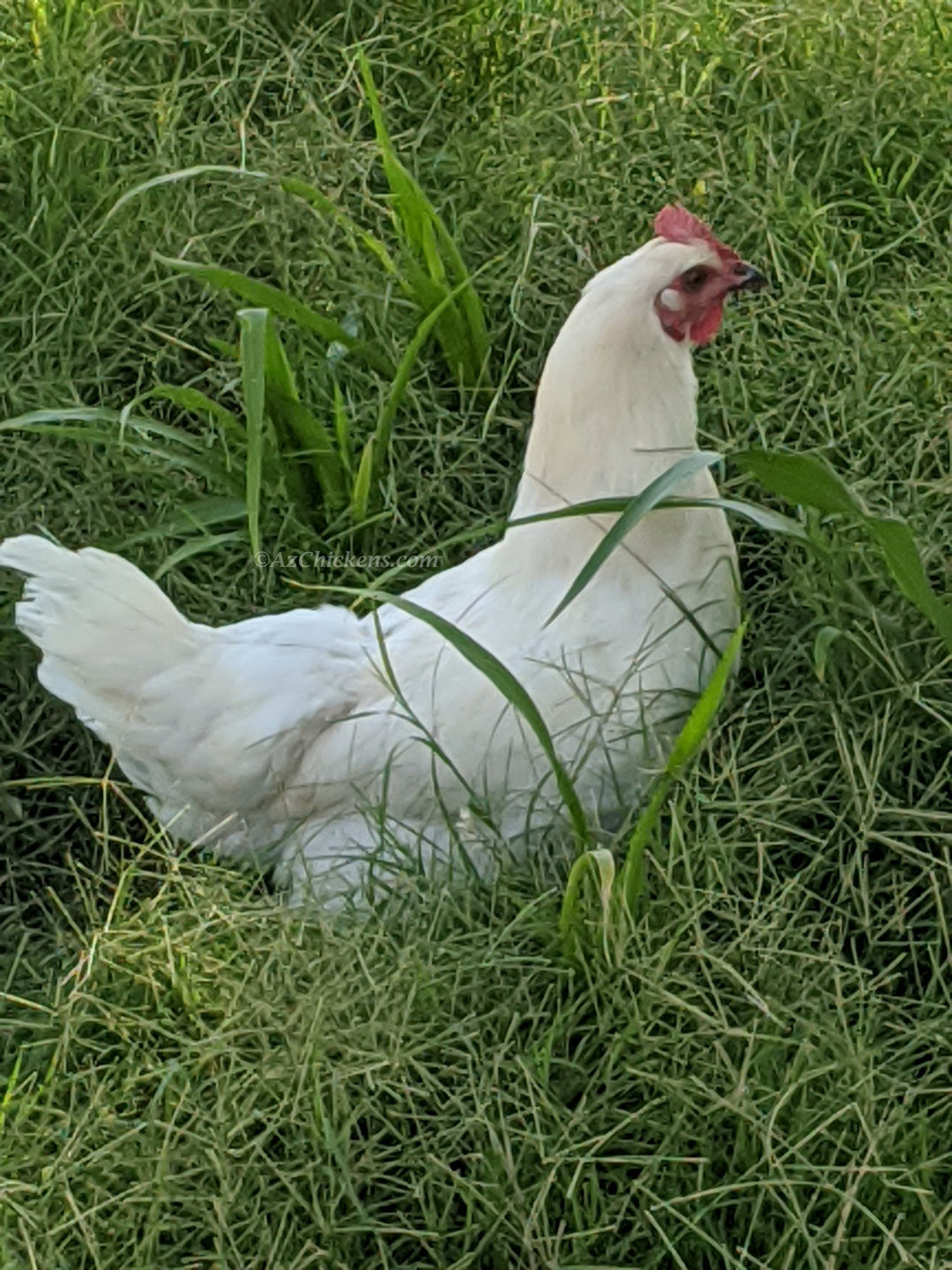 White Bresse Hatching Eggs