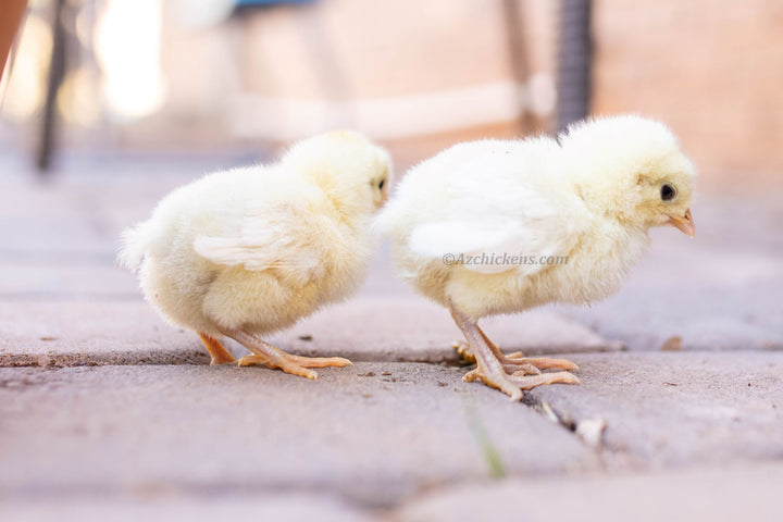 White Bresse Chickens - Juveniles & Adults