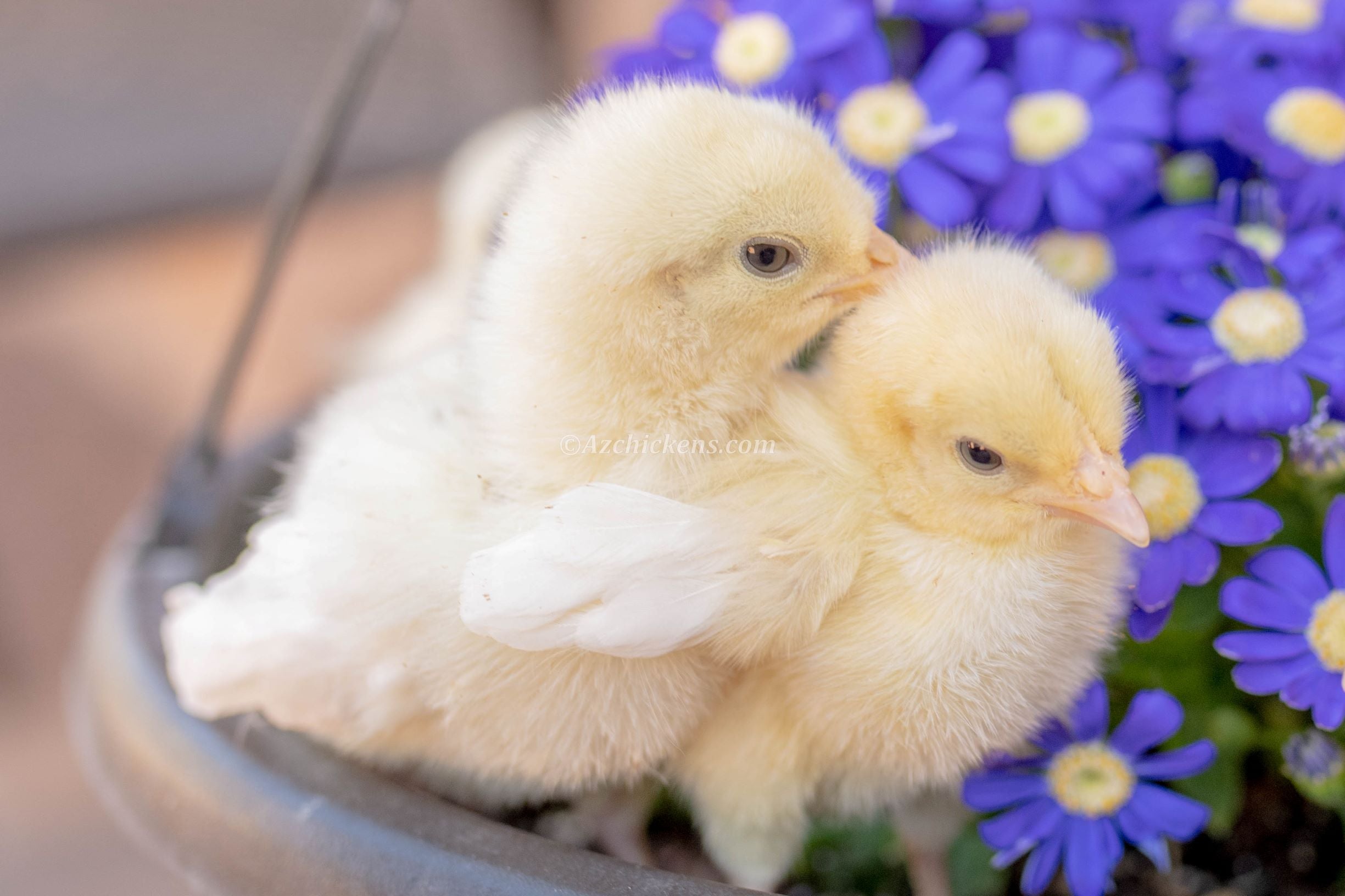 White Bresse Chicks