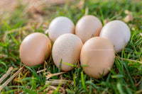 Dozen assorted color Premium American Bresse hatching eggs from AmericanBresse.com