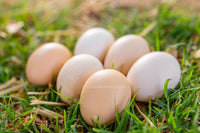 White Bresse hatching eggs in a carton from AmericanBresse.com, showcasing their smooth, pale shells.