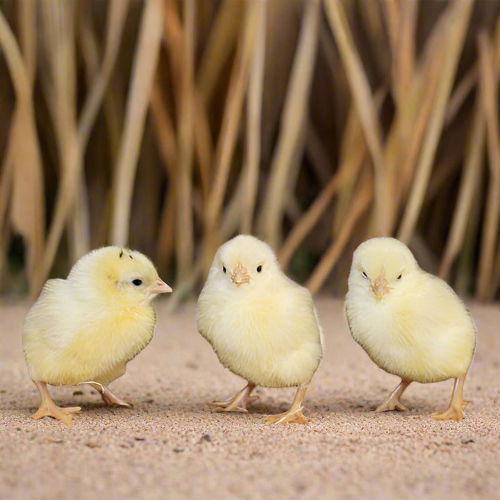 White Leghorn Chicks