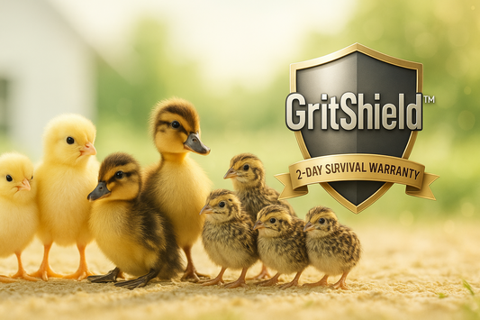 GritShield™ 2-Day All-Poultry Survival Warranty