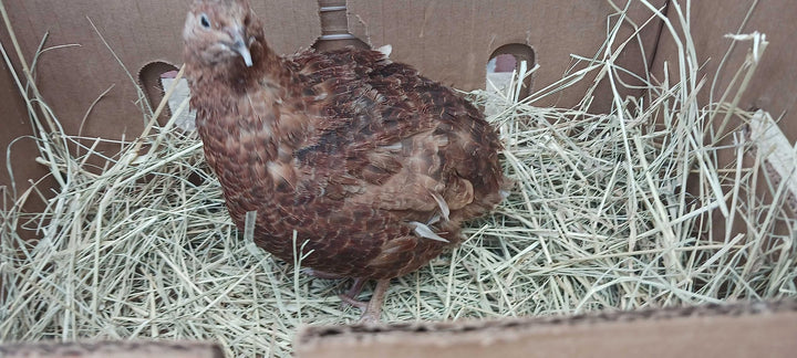 Red Coturnix quail hatching eggs from Quailz.com, premium fertile stock, available in 12 or 24 counts.