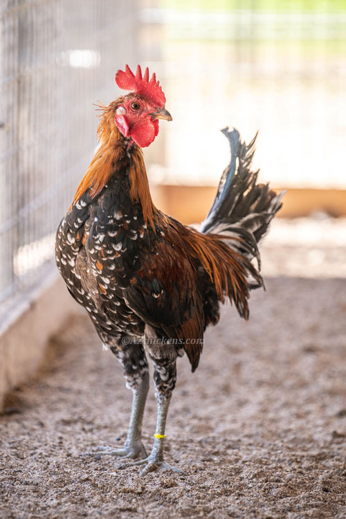 Ayam Ketawa Laughing Chicken rooster from AZ Chickens
