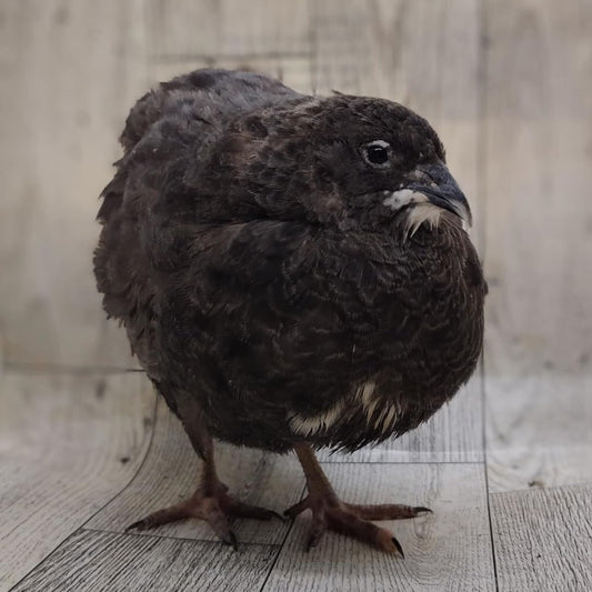 Premium Black Coturnix Quail Hatching Eggs