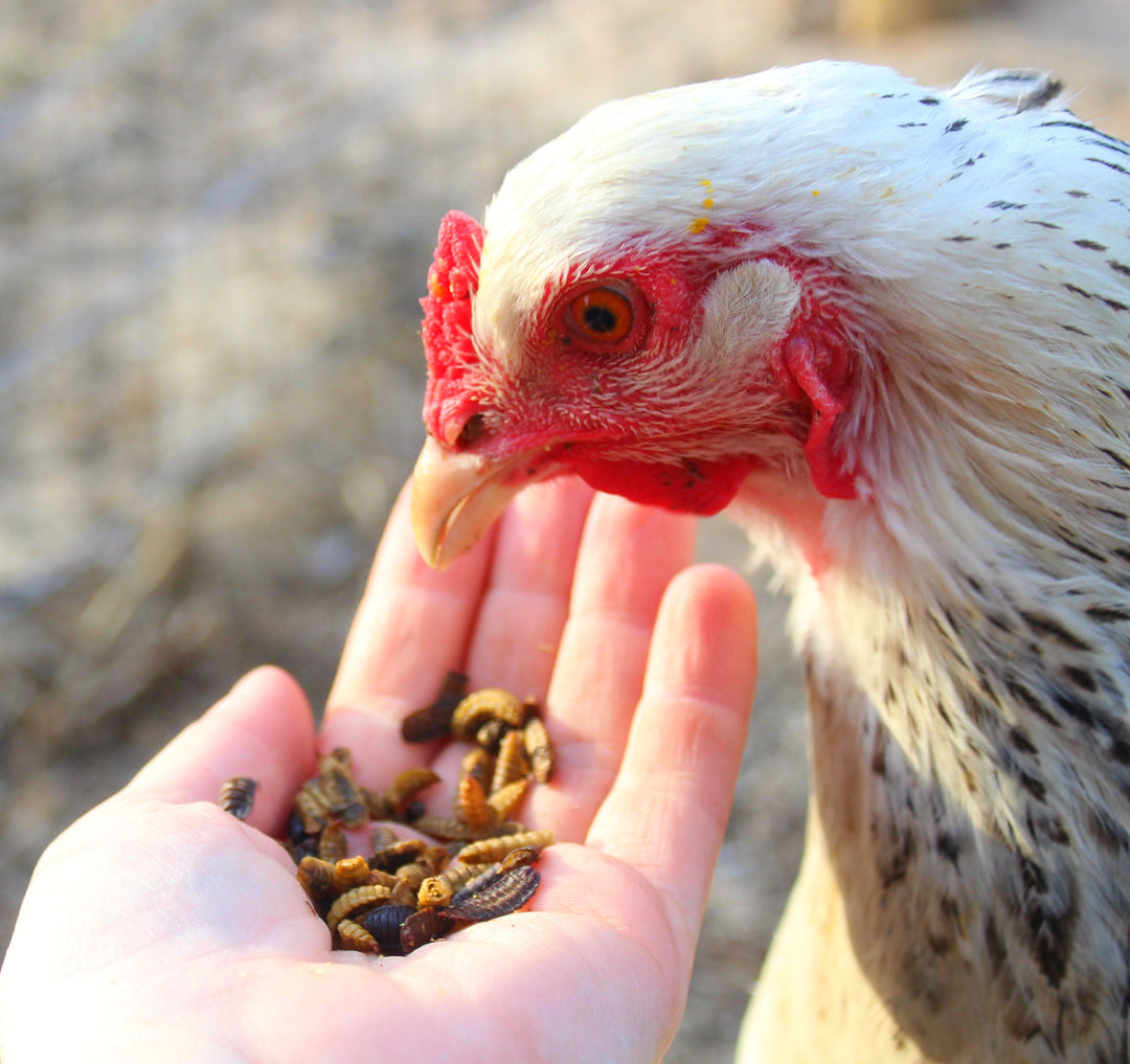 Dried Black Soldier Fly Larvae - USA Sourced Chicken Treats 50x Calcium
