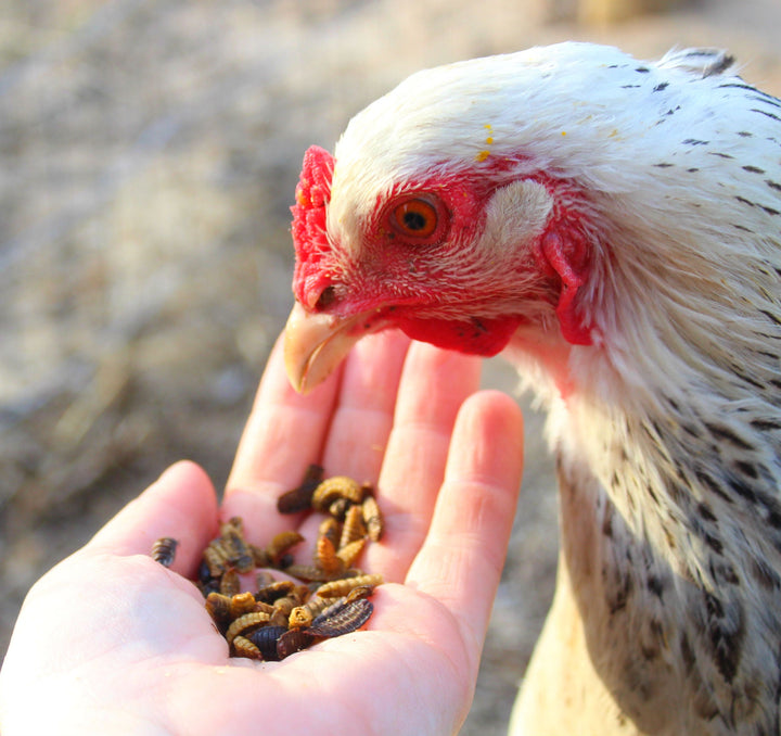 Dried Black Soldier Fly Larvae - USA Sourced Chicken Treats 50x Calcium