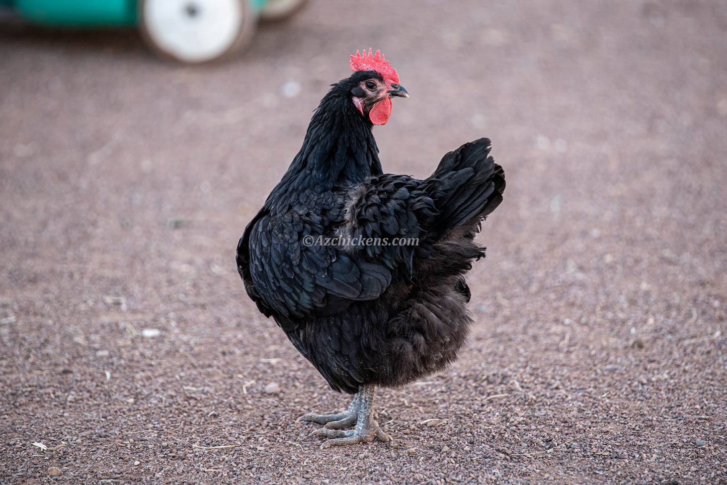 Black Australorp chicks by Az Chickens, dual-purpose hardy egg layers, featuring fluffy black feathers