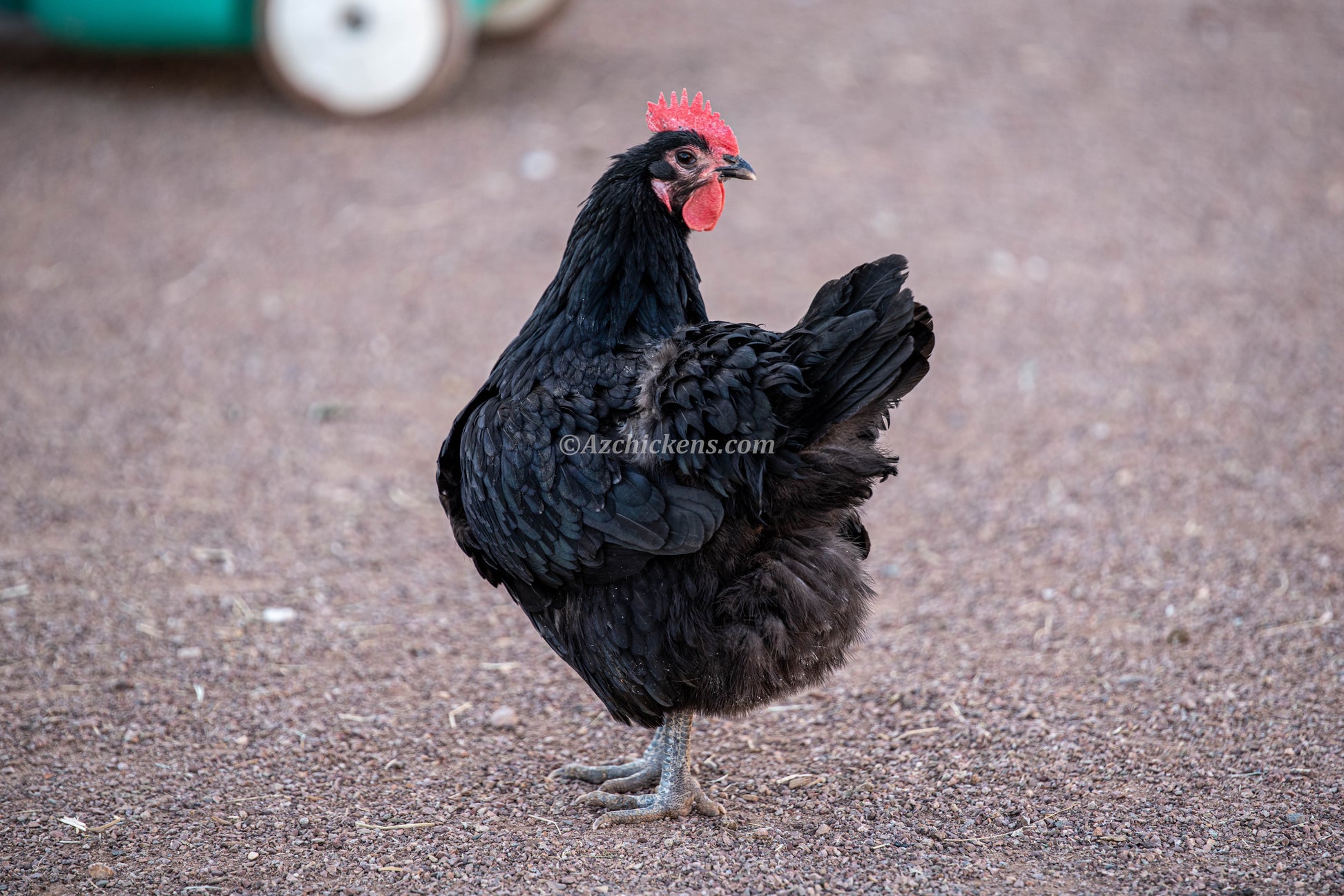 Black Australorp chicks by Az Chickens, dual-purpose hardy egg layers, featuring fluffy black feathers
