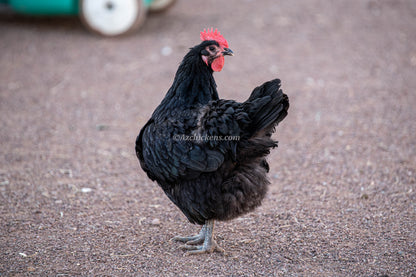 Black Australorp chicks by Az Chickens, dual-purpose hardy egg layers, featuring fluffy black feathers