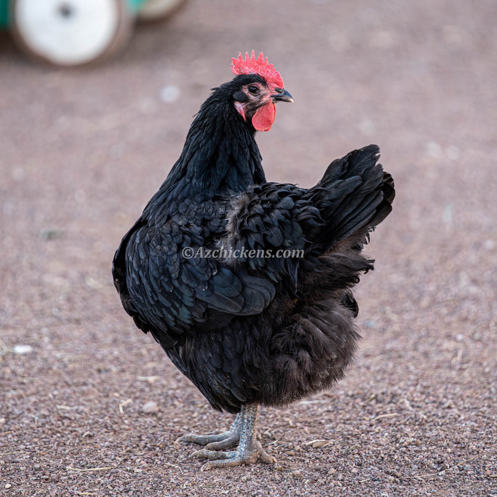Black Australorp Hens