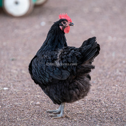Prolific Black Australorp hens, 10 weeks old, vibrant black feathers, healthy and active, by Az Chickens