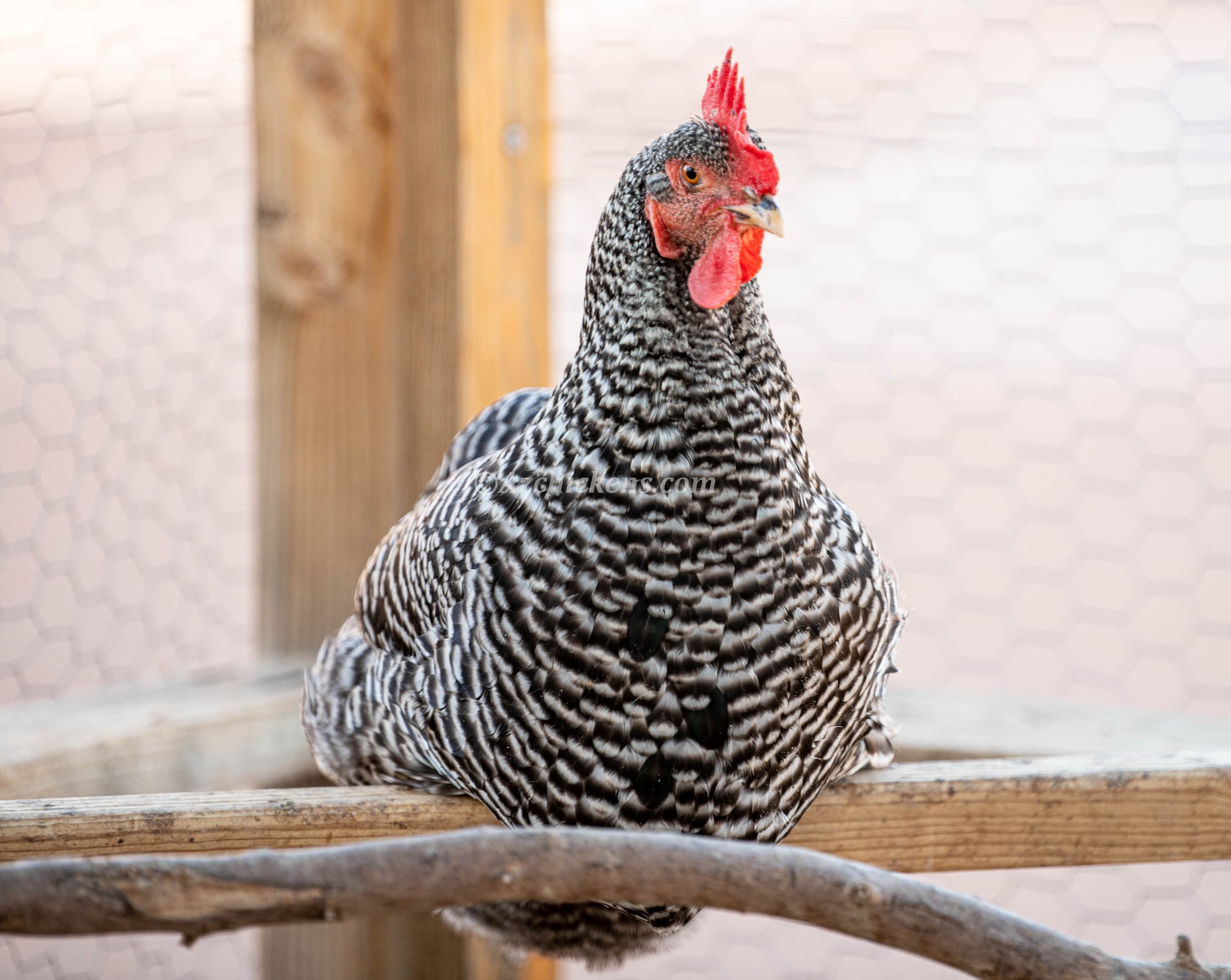 Barred Plymouth Rock Chicks