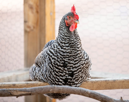 Barred Rock pullets, 6-10 weeks old, displaying grey and black striped feathers from Az Chickens