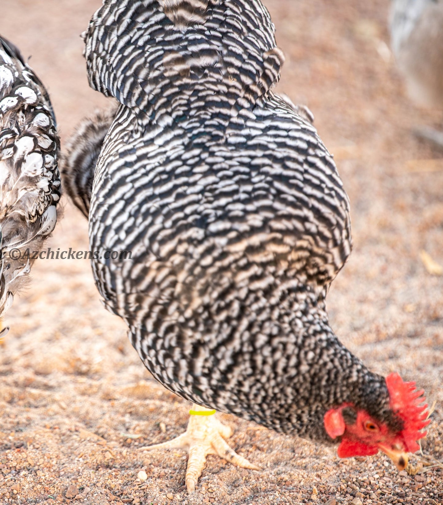 Barred Plymouth Rock baby chicks in fluffy yellow and black plumage from Az Chickens, ideal for dual-purpose egg and meat pr